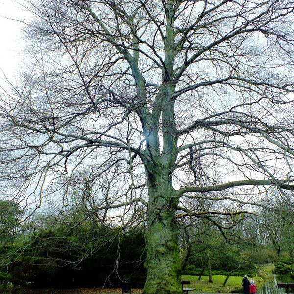 Fagus sylvatica Vekstform