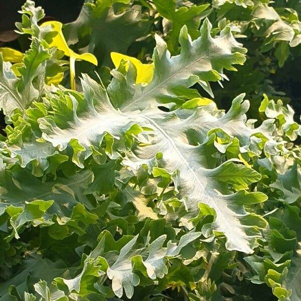 Phlebodium aureum Celota