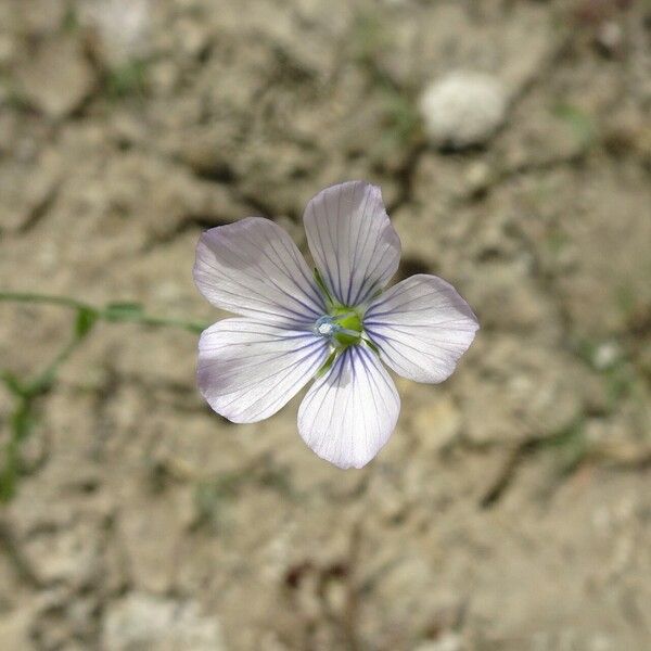 Linum bienne Blodyn