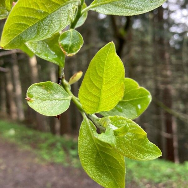 Salix hastata Lapas