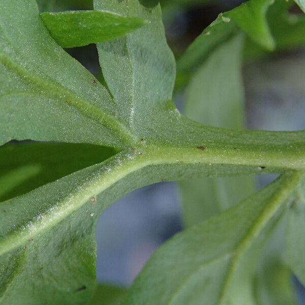 Ceratopteris cornuta Leaf