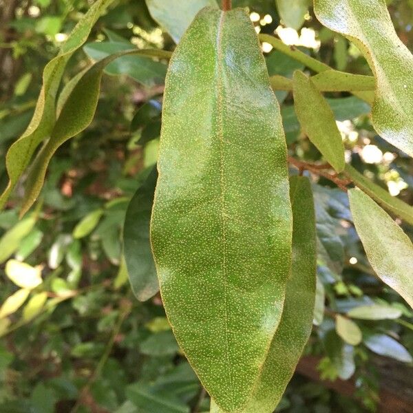 Aextoxicon punctatum Leaf