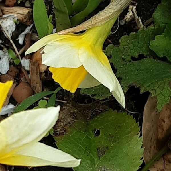 Narcissus bicolor Kvet