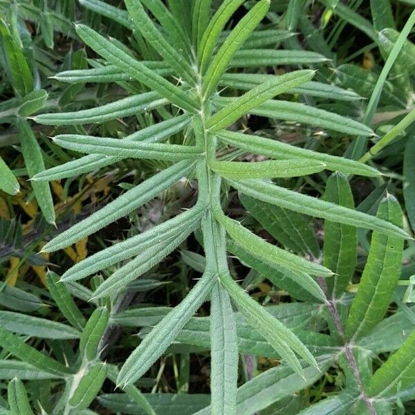 Cirsium eriophorum Blad