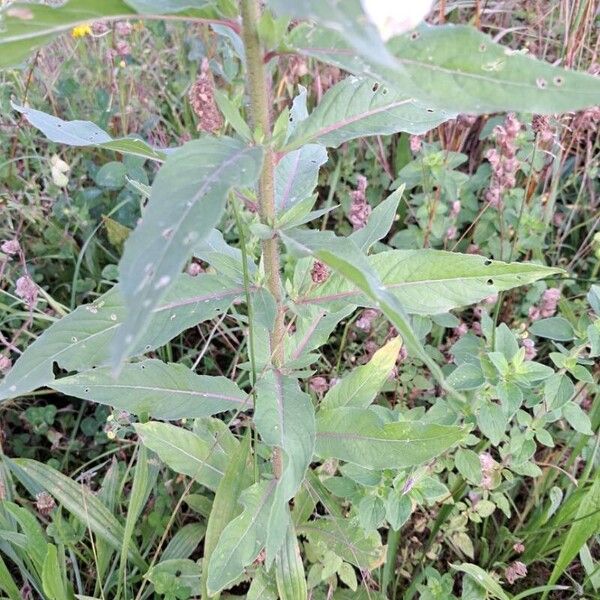 Oenothera glazioviana Blatt