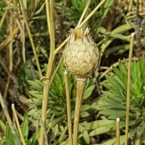 Cheirolophus teydis ফল