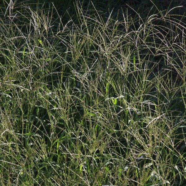 Digitaria ciliaris Habit