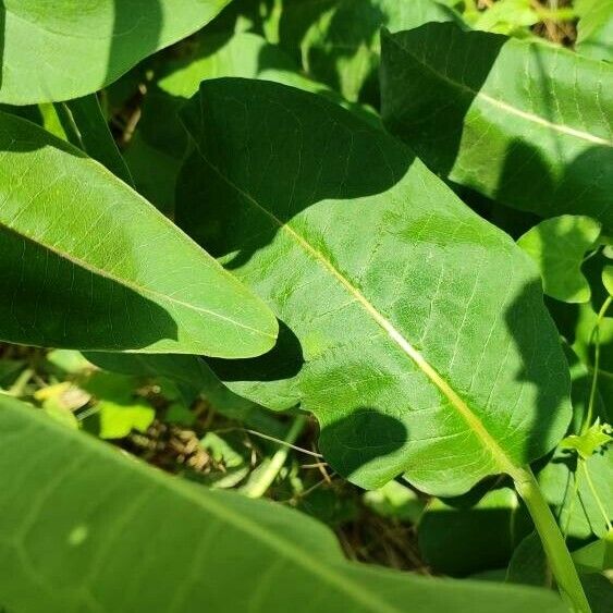 Asclepias syriaca Blad