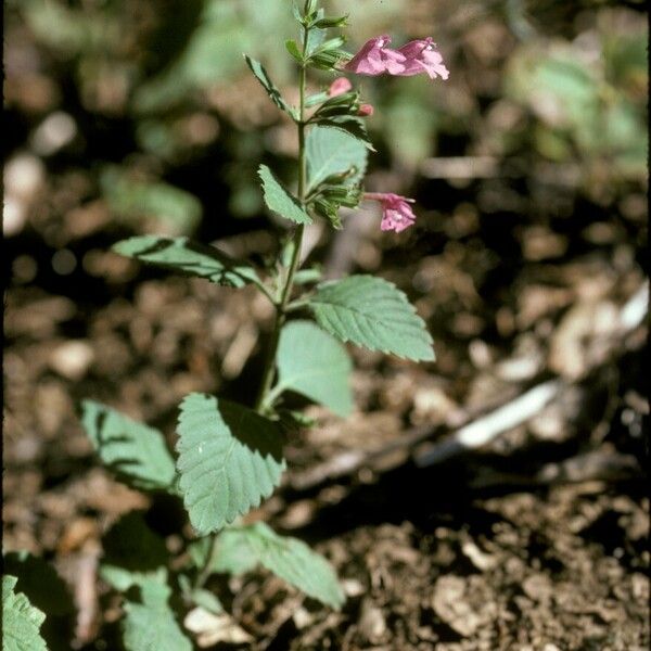 Clinopodium grandiflorum Flower