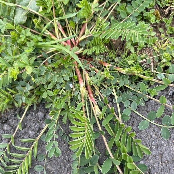 Onobrychis viciifolia Облик