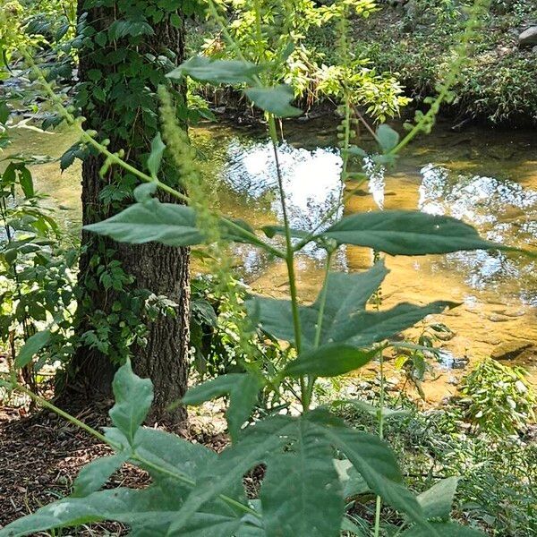 Ambrosia trifida Floare