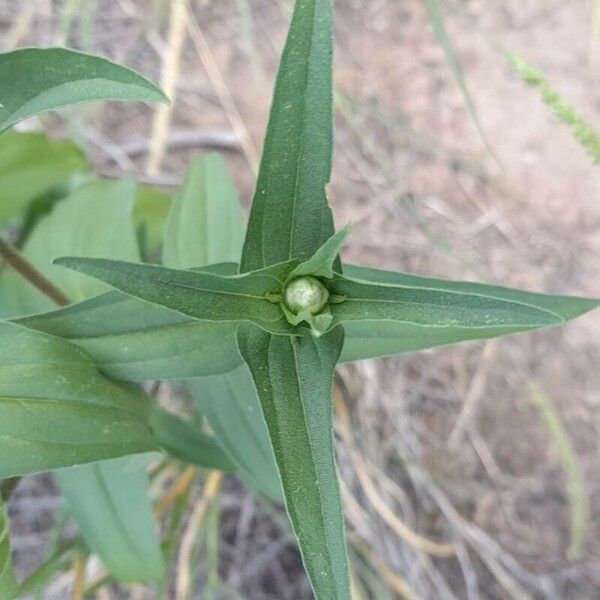 Zinnia peruviana Feuille