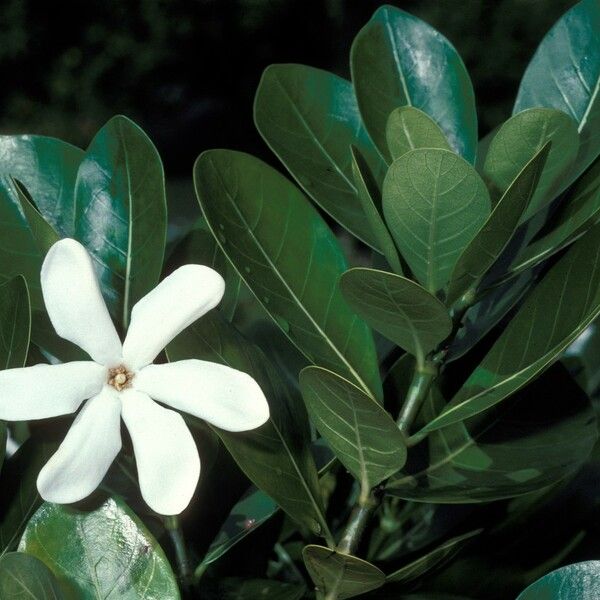 Gardenia taitensis ᱵᱟᱦᱟ