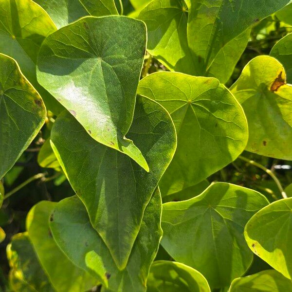 Stephania japonica Leaf