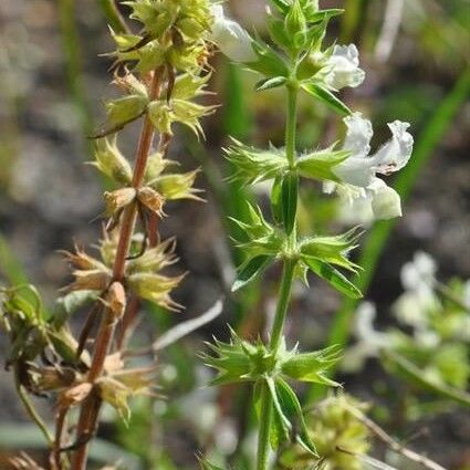 Stachys annua Flower