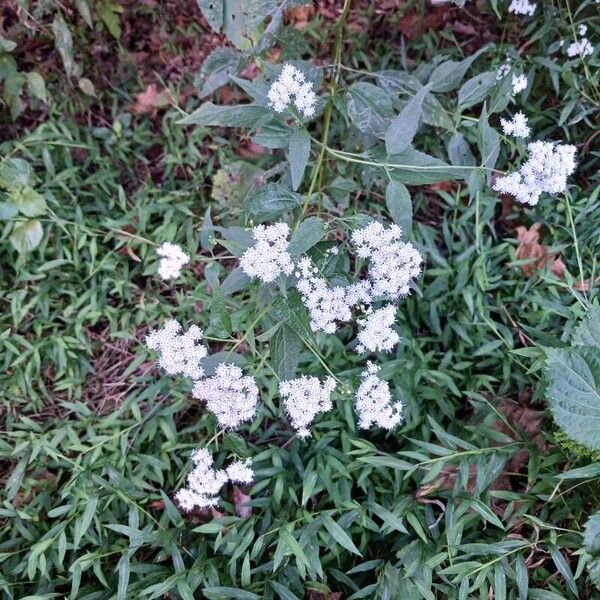 Ageratina altissima Yaprak