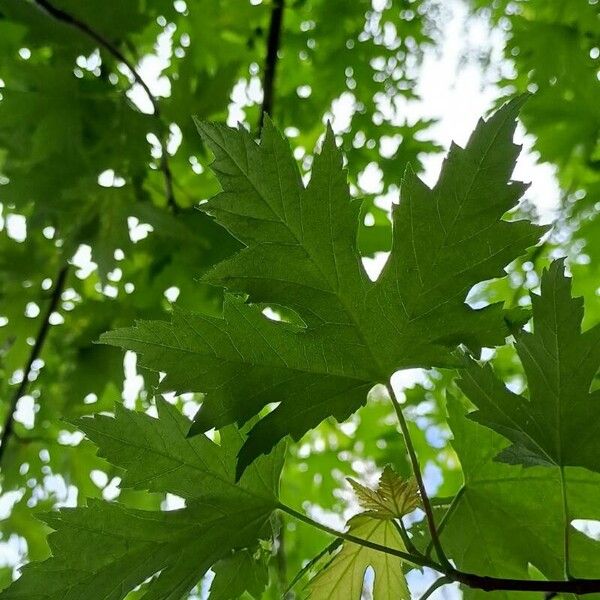 Acer saccharinum Fuelha