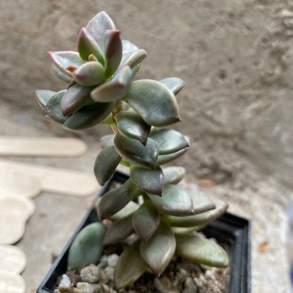 Graptopetalum paraguayense 葉