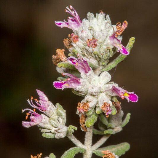 Teucrium capitatum Flor