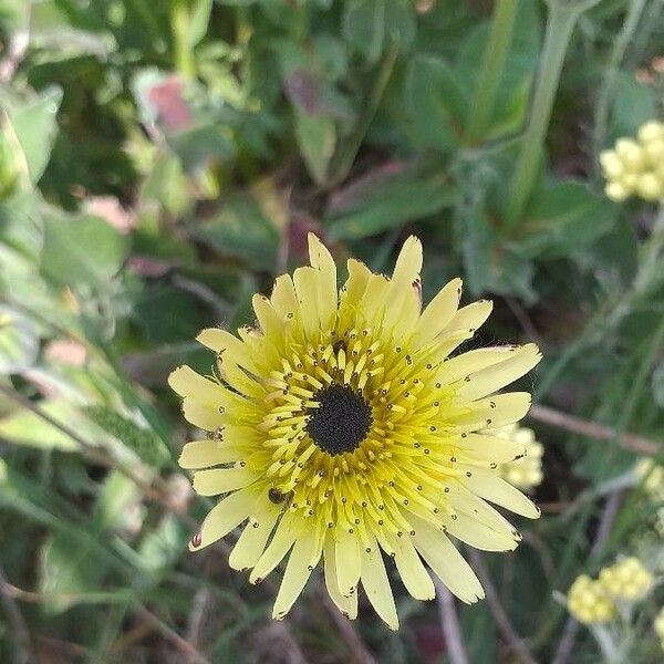 Tolpis barbata Flower