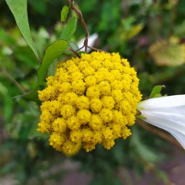 Achillea ageratum Blüte