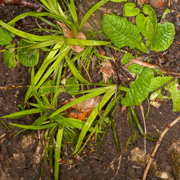 Carex digitata Φύλλο