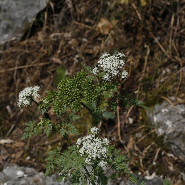 Aethusa cynapium ফল