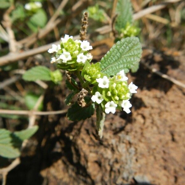 Lantana viburnoides Άλλα