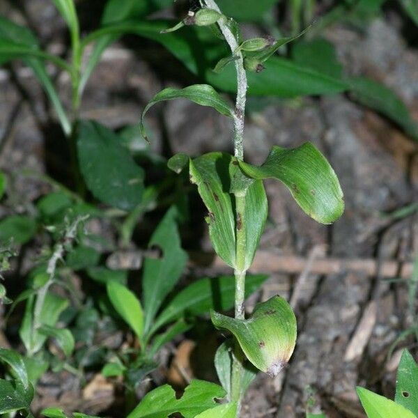 Epipactis albensis Blad