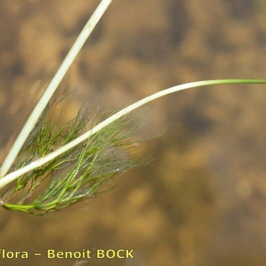 Ranunculus penicillatus Fruit