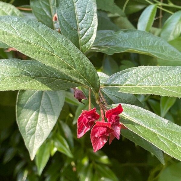 Lonicera involucrata Žiedas