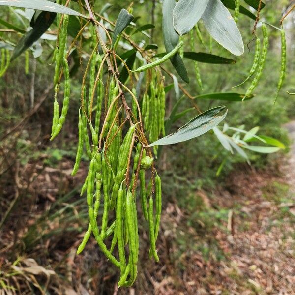 Acacia longifolia Plod