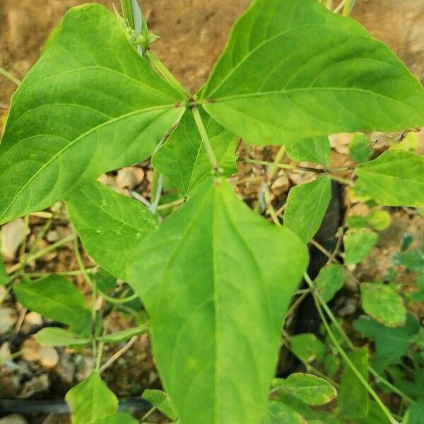 Vigna unguiculata Folha