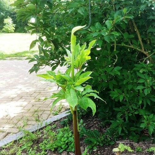 Arisaema tortuosum Агульны выгляд