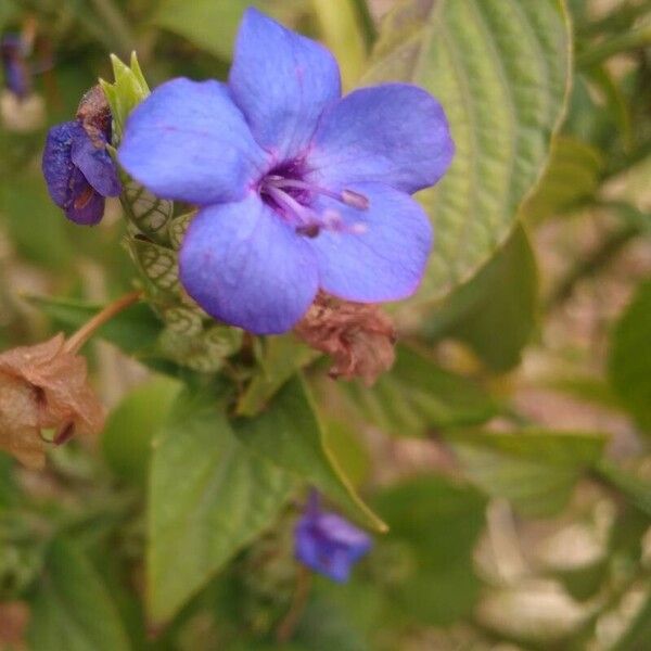 Eranthemum pulchellum 花