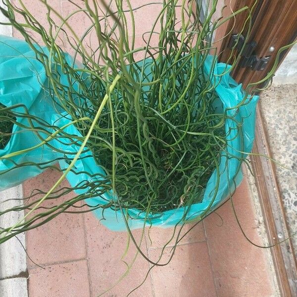 Juncus effusus Leht