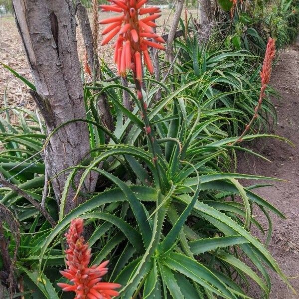 Aloe arborescens पत्ता