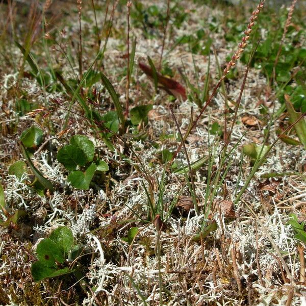 Agrostis mertensii Habit