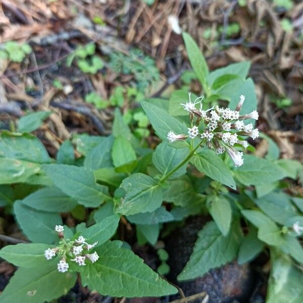 Valeriana sitchensis Flower