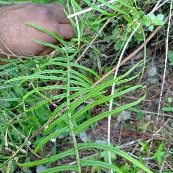 Pteris longifolia Φύλλο