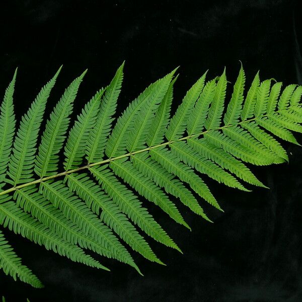 Pteris wallichiana पत्ता