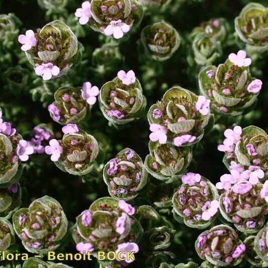 Thymus camphoratus Ďalší