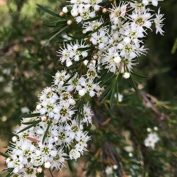 Leptospermum continentale Flor