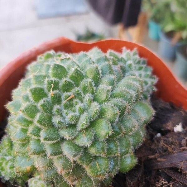 Echeveria setosa Blad