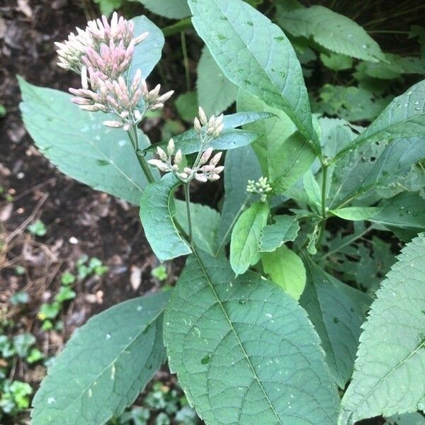 Eupatorium cannabinum Fiore