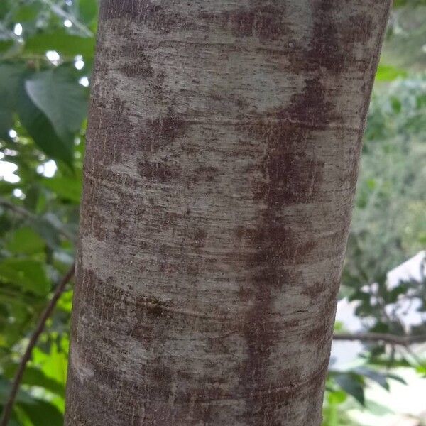 Acacia podalyriifolia Écorce