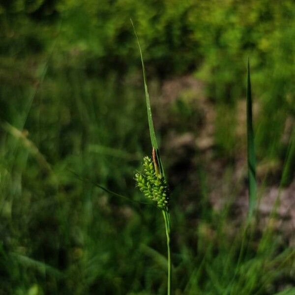 Carex pallescens फूल