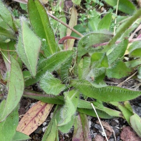 Pilosella aurantiaca Leaf