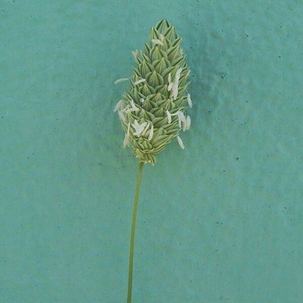 Phalaris brachystachys Kvet
