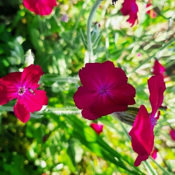 Silene coronaria Blüte